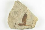 Fossil Flora (Macroneuropteris & Annularia) Plate Pos/Neg - Kentucky #201663-2